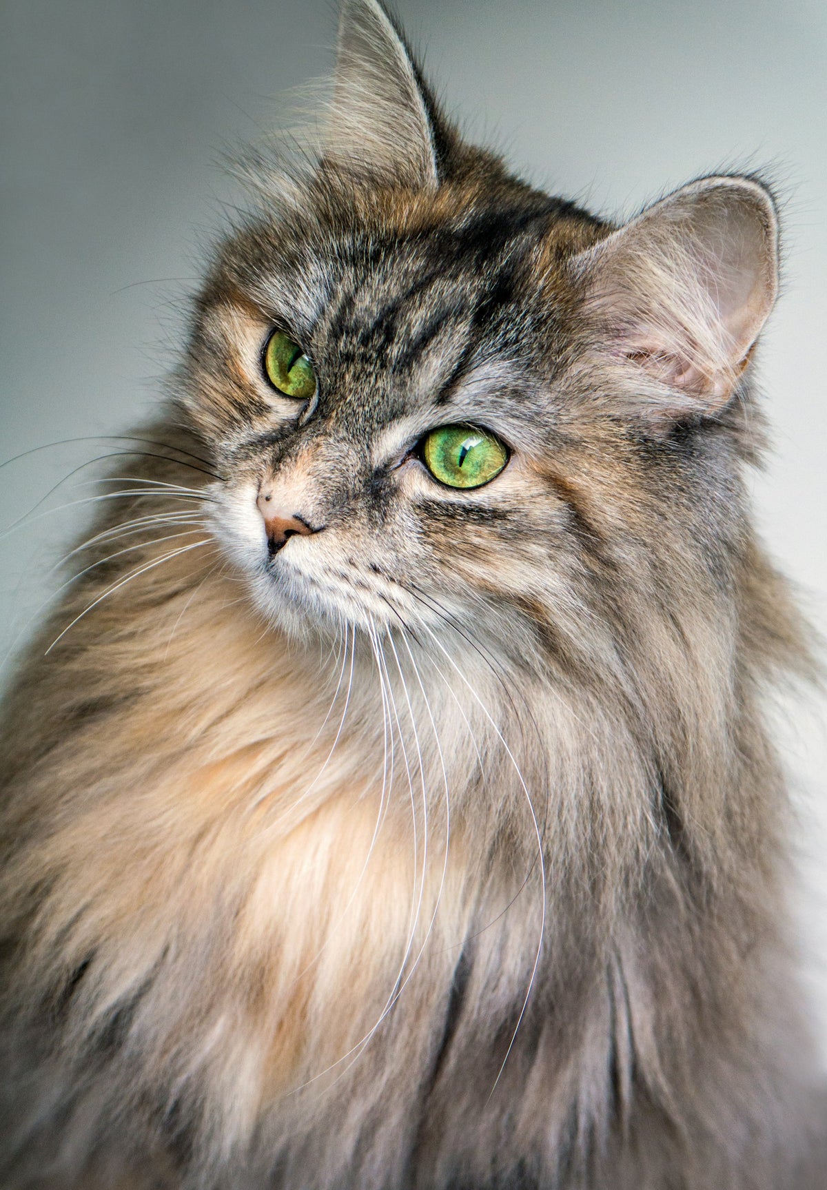 Long-haired cat with green eyes