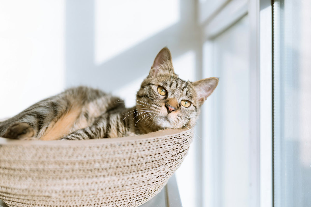 Tabby cat resting in a basket by a window