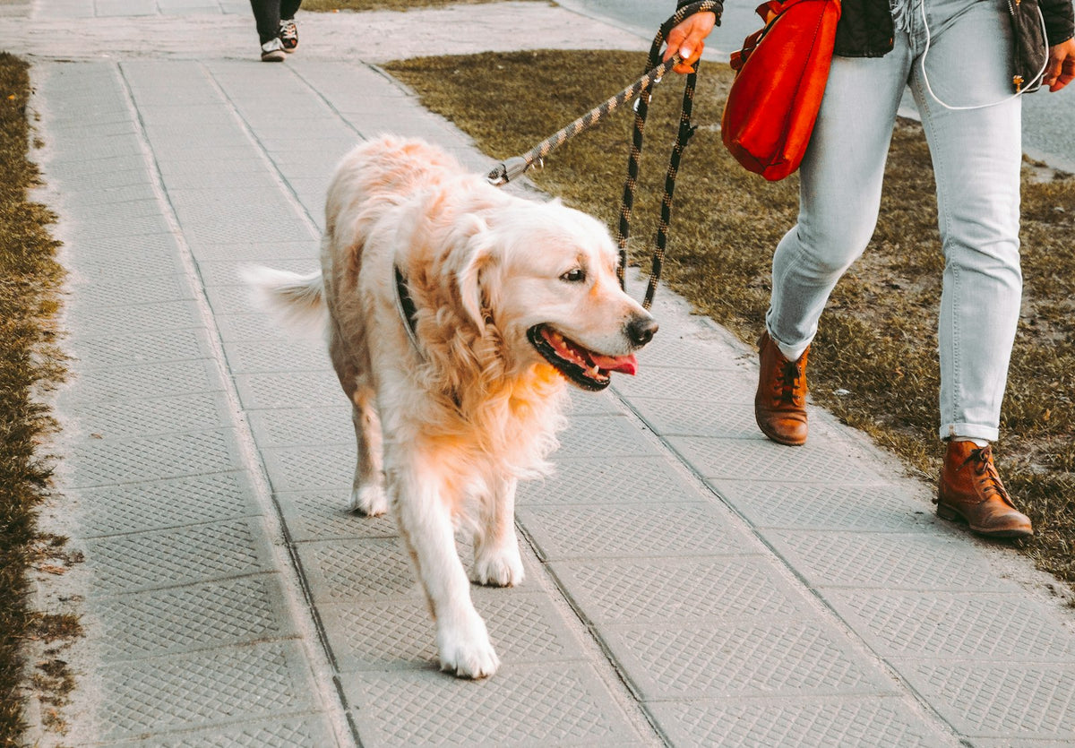 Person walking a golden retriever on a leash