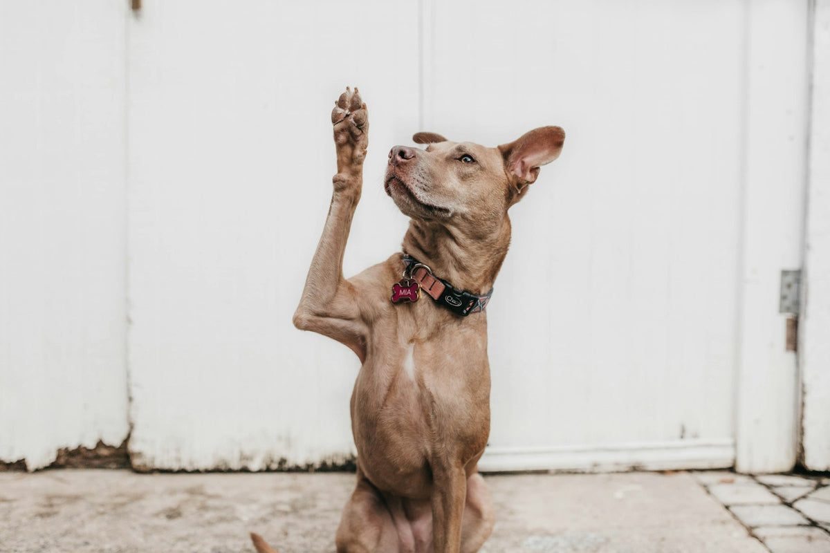 Brown dog standing on its hind legs raising a paw