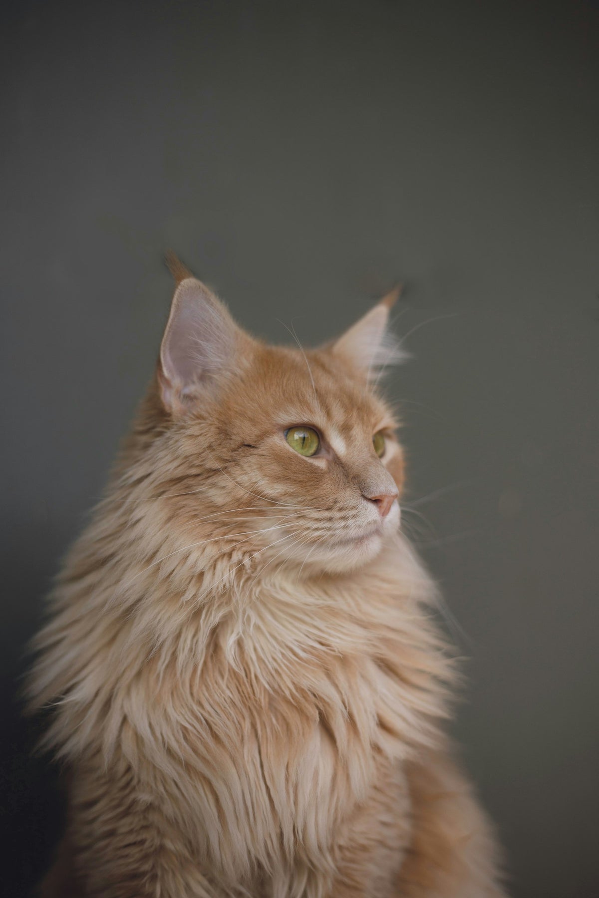Orange long-haired Persian cat