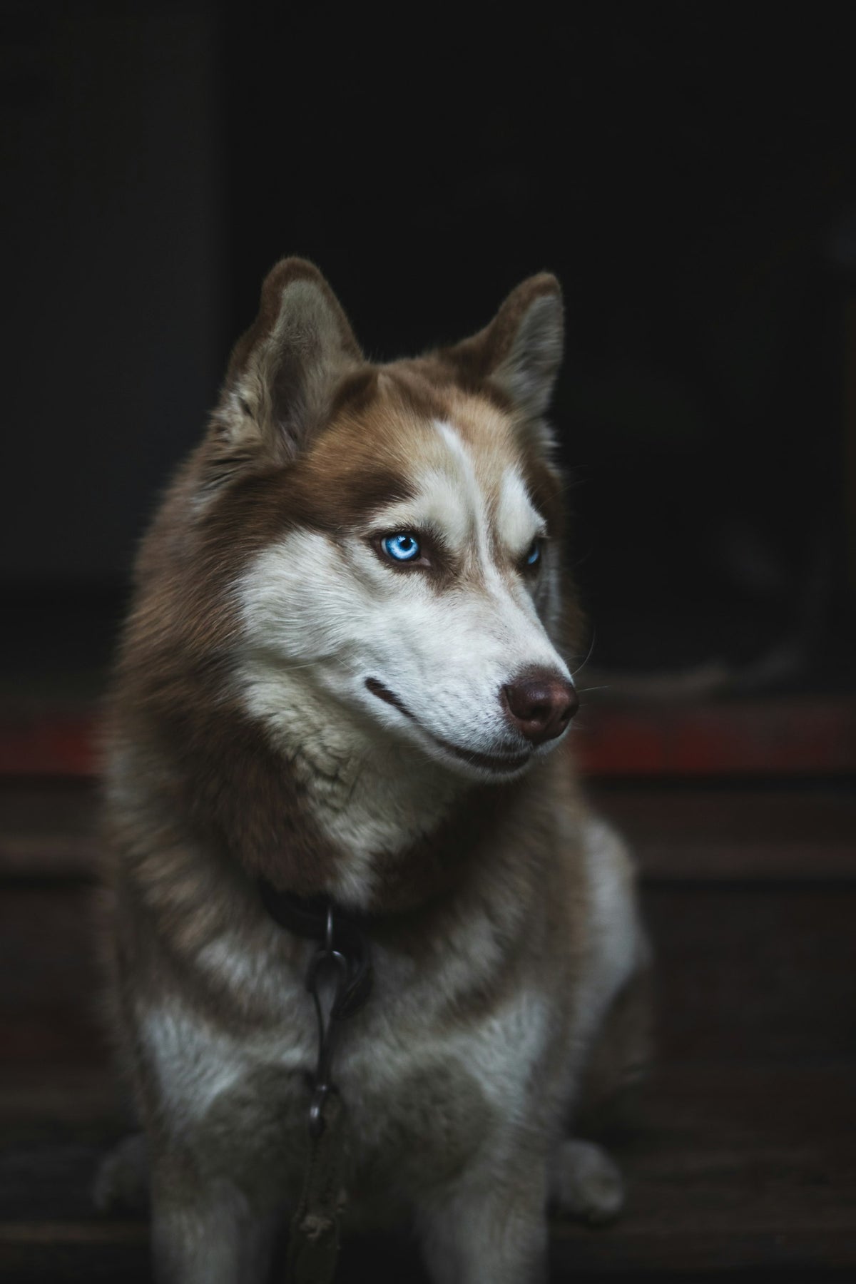 Siberian husky with a thick double coat