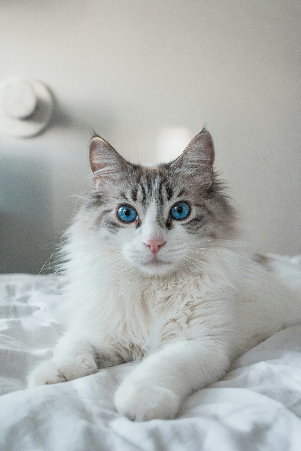 White and grey long-haired cat with blue eyes