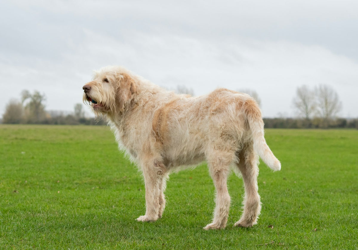 Golden dog standing in a grassy field