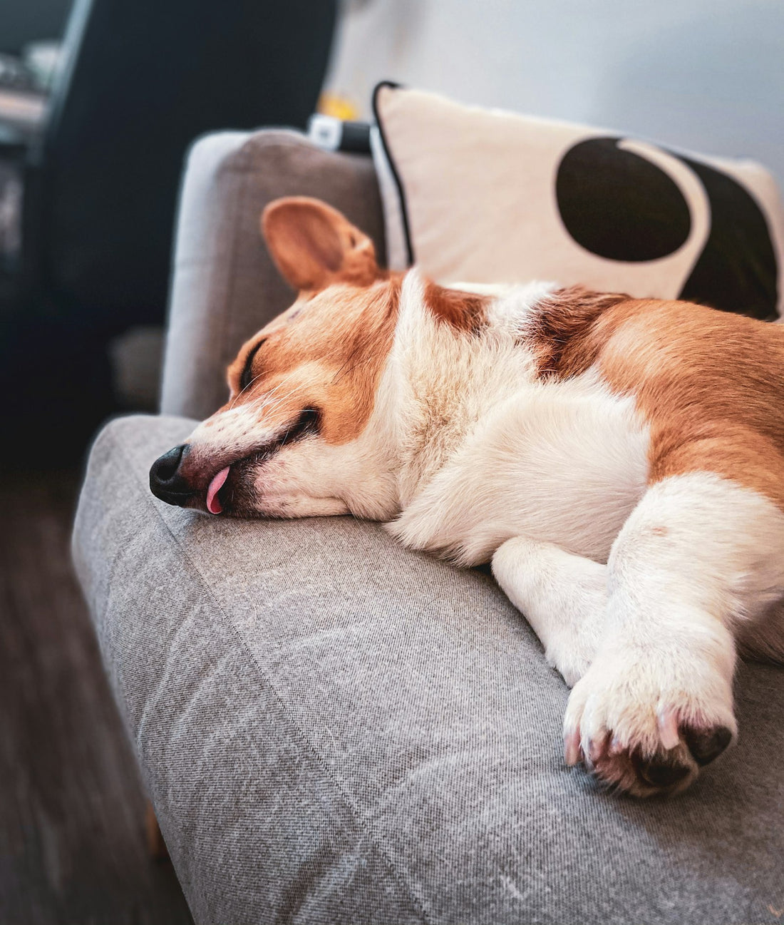 Best quality, made for real life with pets